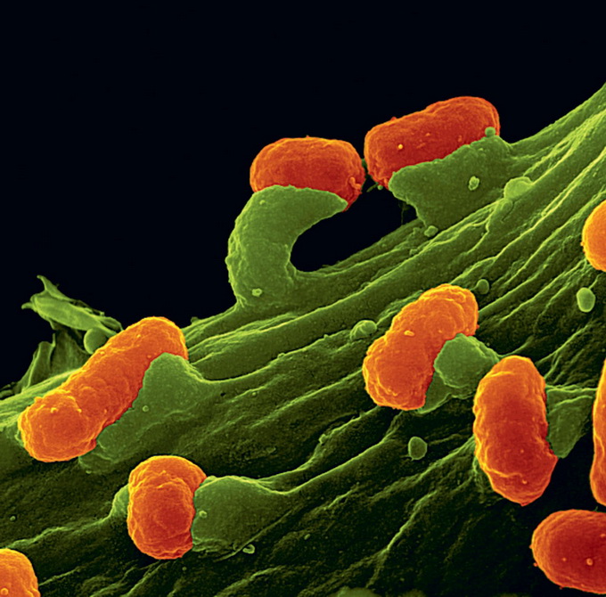 как пенициллин убивает бактерии