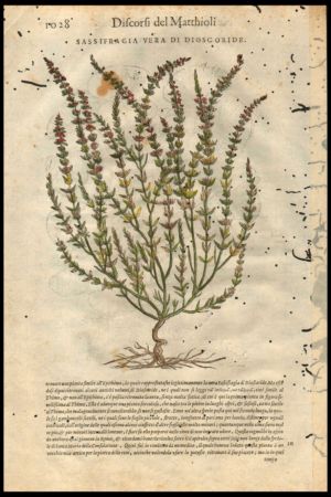botanica-xilografia1