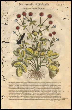 botanica-xilografia2