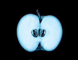 Рентгеновский снимок яблока