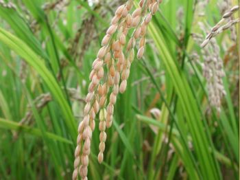 Rice-plant
