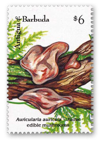 Auricularia