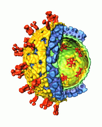 модель ротавируса