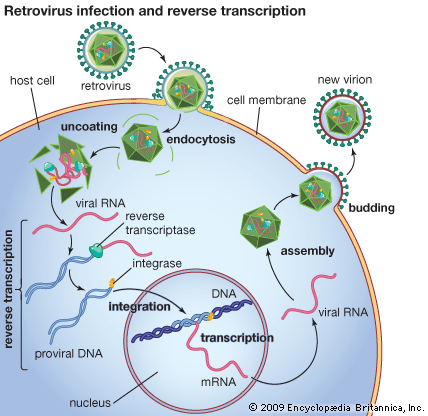 Схема ретровирусной инфекции и обратной транскрипции