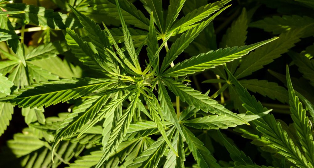 Кеторол марихуана польза и вред конопляных семян