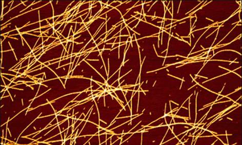 Зображення фібрил патогенного білка α-синуклеїну, отриманого в лабораторії хімічної біології В. Швадчаком та колегами в Празі