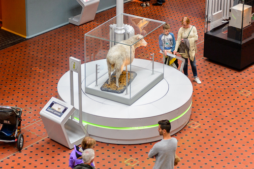 Чучело вівці Доллі в музеї Едінбурга