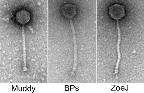 Три бактеріофаги, що були використані для лікування хронічної інфекції