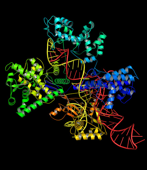 Комплекс CRISPR/Cas та ДНК