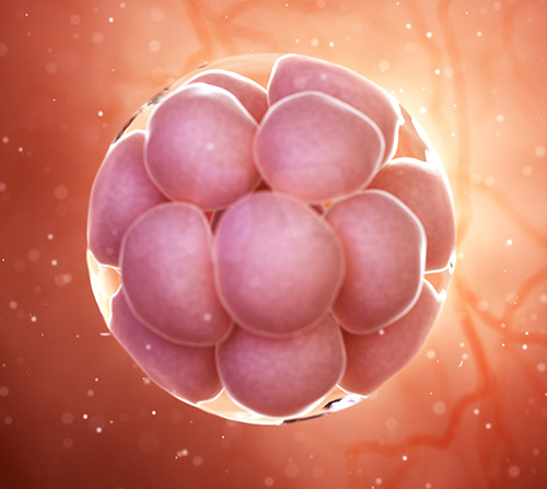 Людський ембріон на стадії 16 клітин, 3D-модель