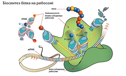 Біосинтез білка на рибосомі